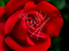 TASMANIA Red Rose